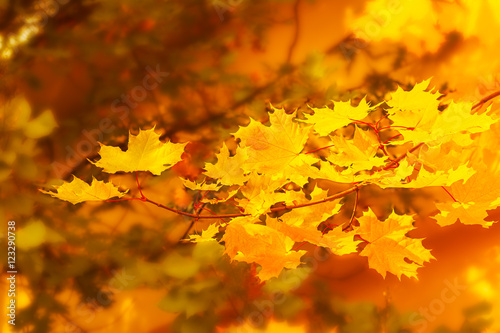 Autumnal maple branch on golden fall background