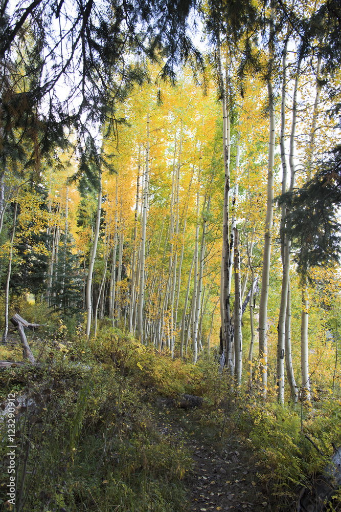 Fototapeta premium Colorado Forest