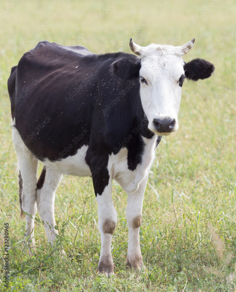 cow in a pasture in nature