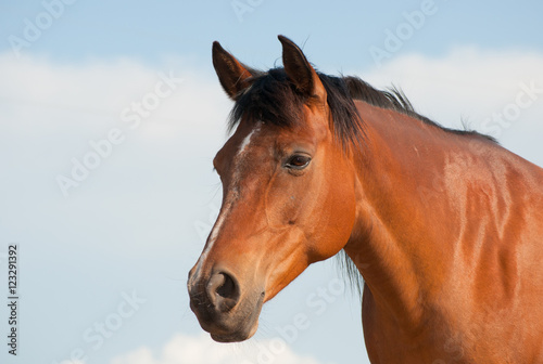Beautiful, shiny, bay Arabian horse looking calmly to the left of the viewer against partly cloudy sky © pimmimemom