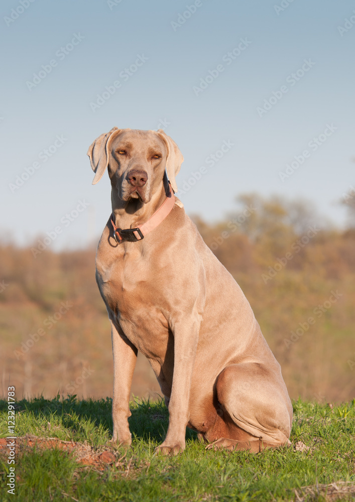 Weimaraner dog sitting in green spring grass