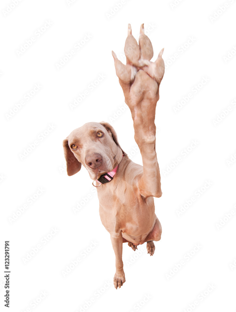 Weimaraner dog doing a high five with her paw, focus on eyes, isolated on white Weimaraner dog doing a high five with her paw, focus on eyes, isolated on white