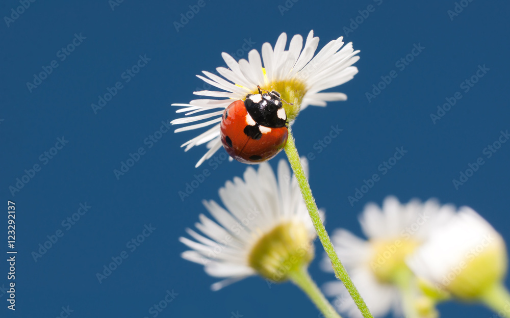 Beautiful Ladybug on a tiny white wildflower against clear blue summer sky; with copy space