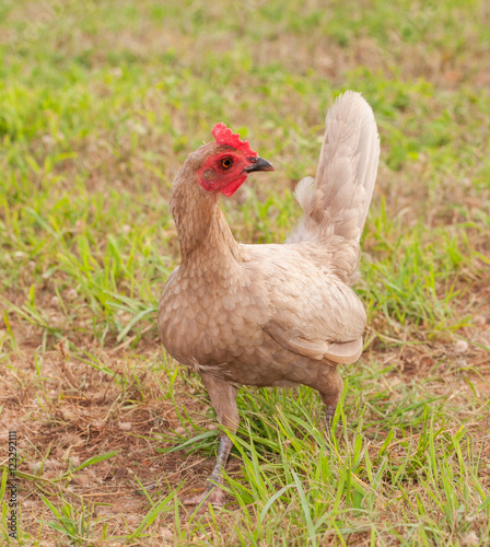 Blue bantam Old English game hen outdoors in grass