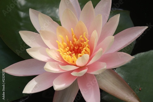 Waterlily
