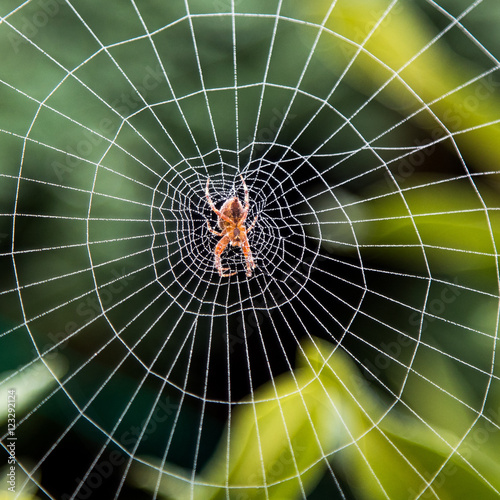 spiderweb and dew