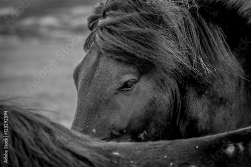Beautiful horses of Iceland