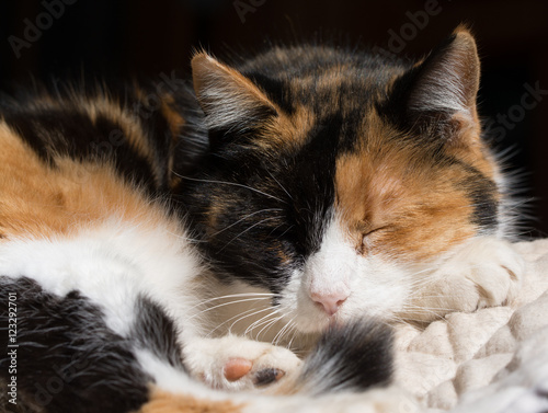 Calico cat asleep in sun photo