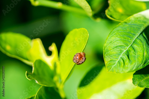 ladybug on a green leaf macro