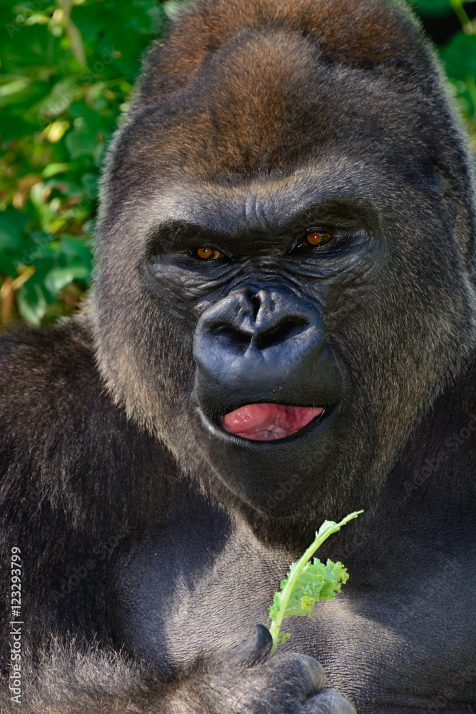 Obraz premium Male Silverback Western Lowland gorilla