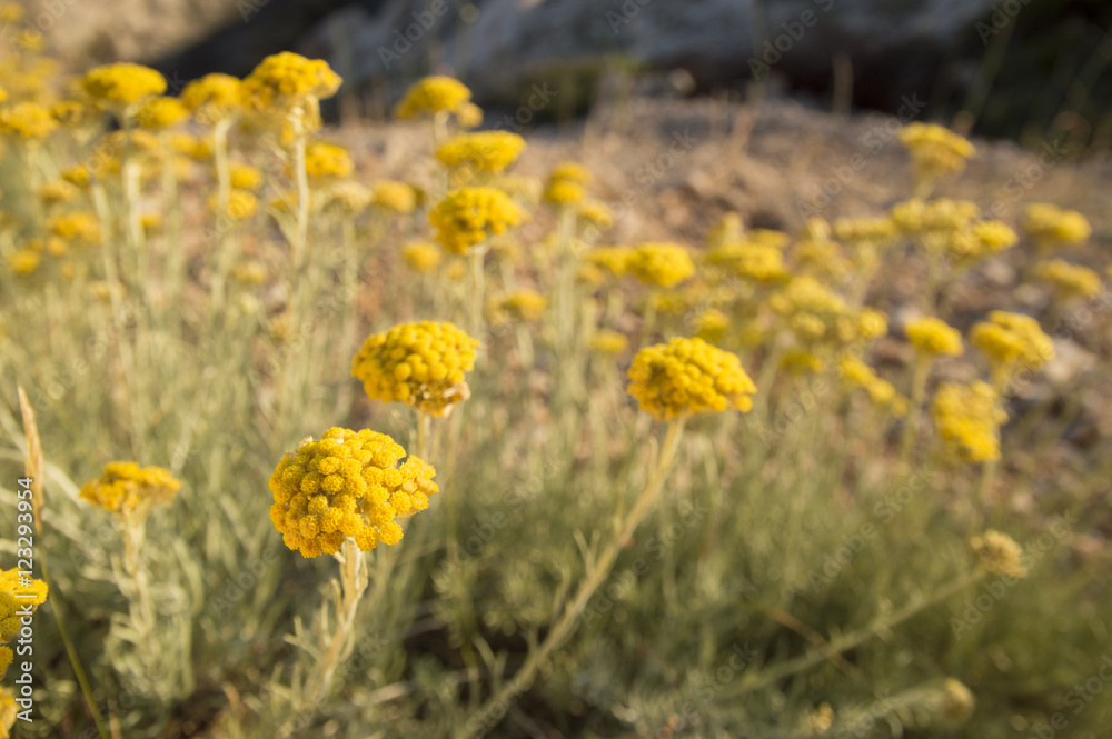 Fototapeta premium Dwarf everlast or immortelle (Helichrysum arenarium)