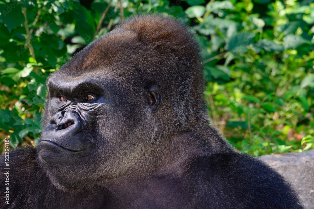 Obraz premium Male Silverback Western Lowland gorilla