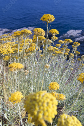 Dwarf everlast or immortelle (Helichrysum arenarium)