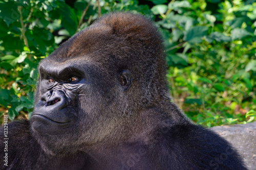 Male Silverback Western Lowland gorilla © jwjarrett