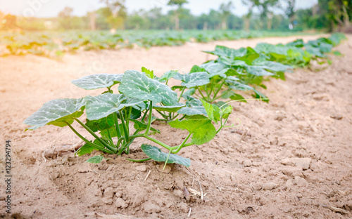 pumpkin plant