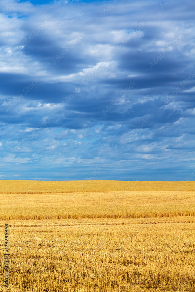 Wheat fields and clouds in Billings, Montana.    