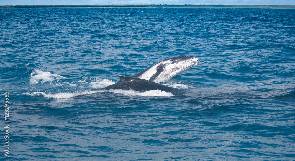 Naklejka premium Humpbacks @ Play