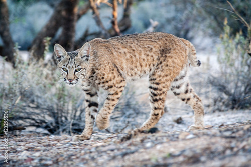 Bobcat on the prowl hunting in the Sonoran Desert near Tucson  Arizona.