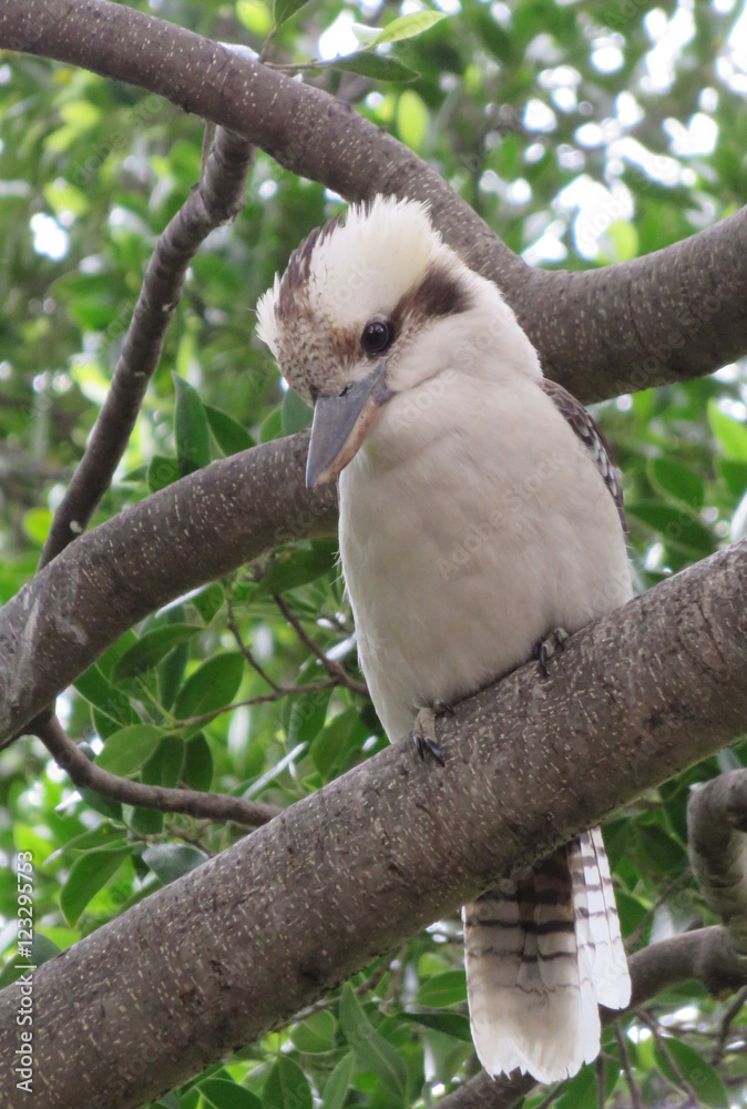 Kookaburra in Sydney Botanical Gardens Kookaburra in Sydney Botanical Gardens