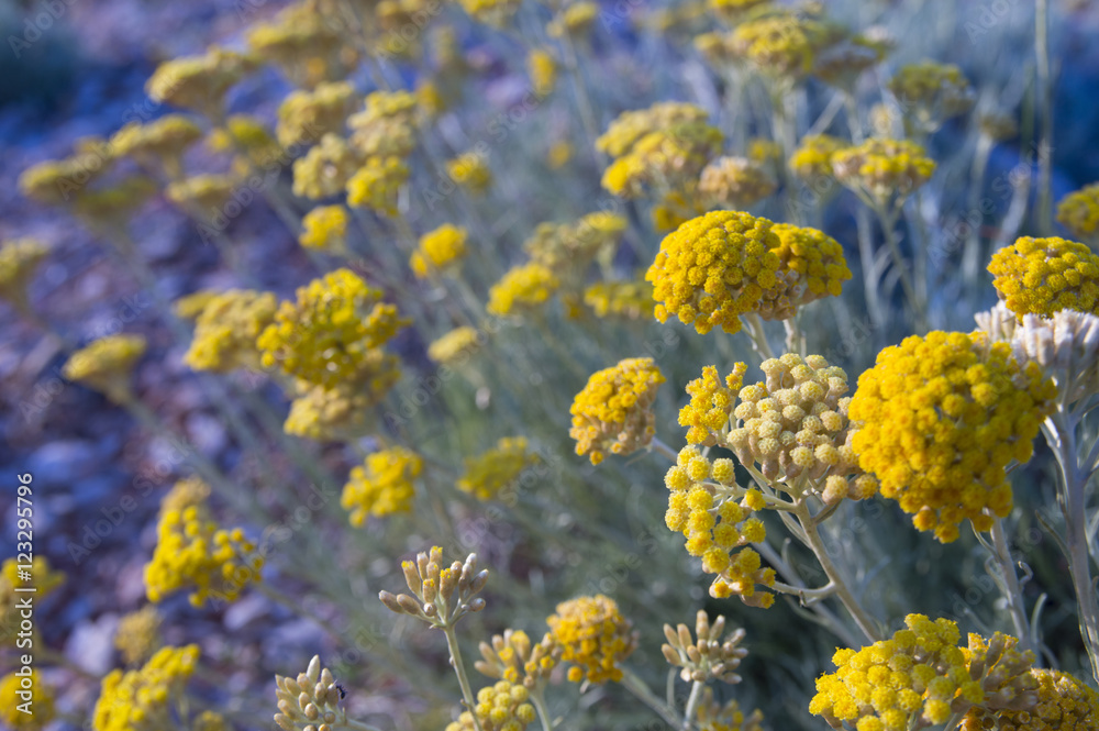 Obraz premium Dwarf everlast or immortelle (Helichrysum arenarium)