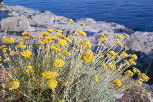 Dwarf everlast or immortelle (Helichrysum arenarium)