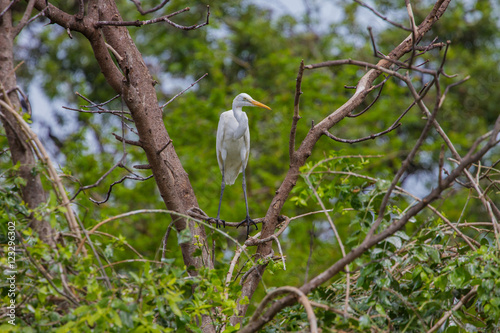 Intermediate Egret in nature