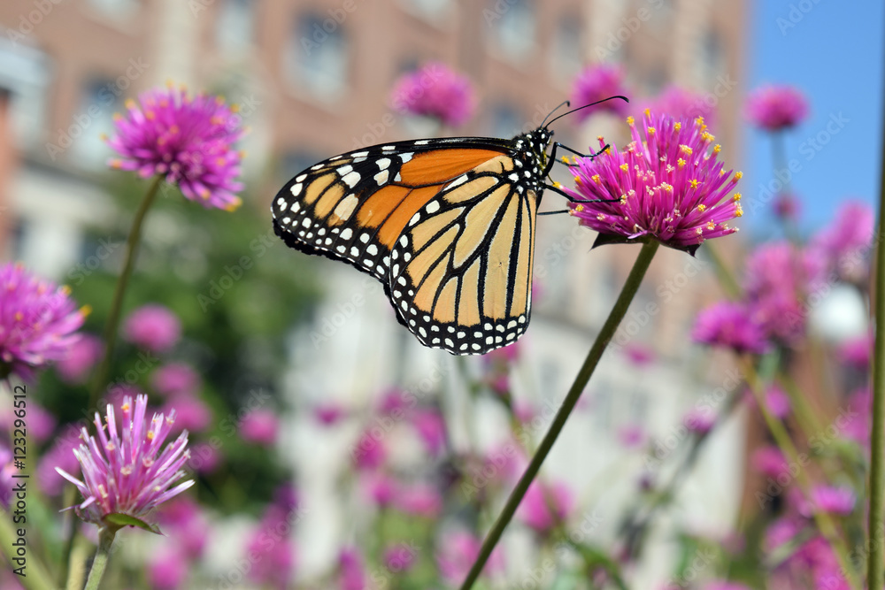 Fototapeta premium Monarch butterfly on pink flower in city park