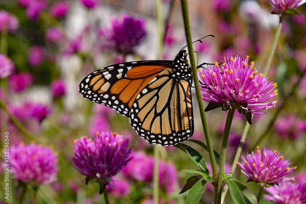 Monarch butterfly on pink flower Monarch butterfly on pink flower