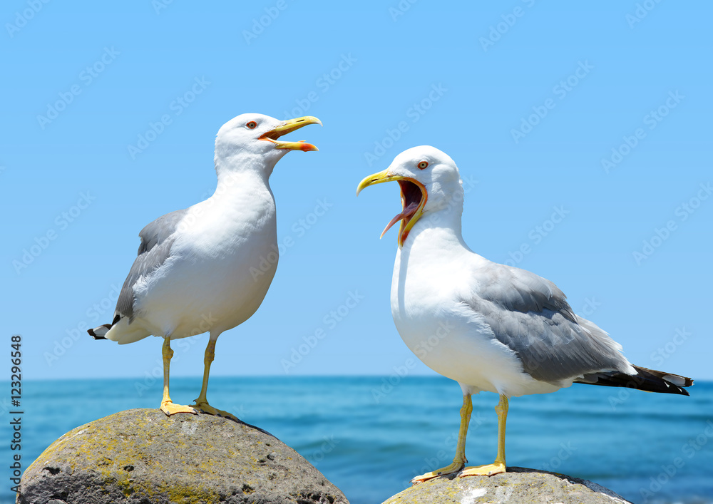 Two seagulls standing on stone. In the background sea. Two seagulls standing on stone. In the background sea.