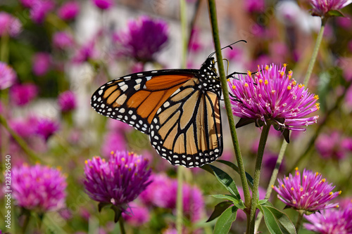 Monarch butterfly on pink flower © mhgstan