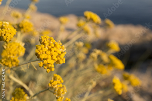 Dwarf everlast or immortelle (Helichrysum arenarium)