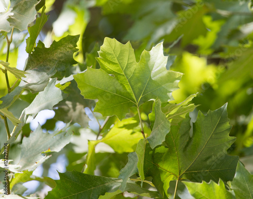 leaves of a tree in nature