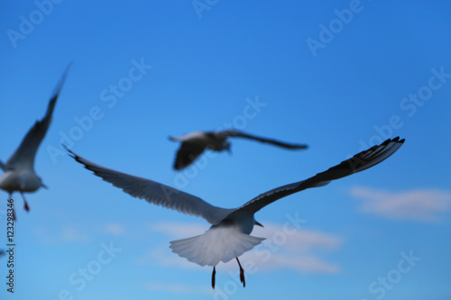 The blue sky and flying bird