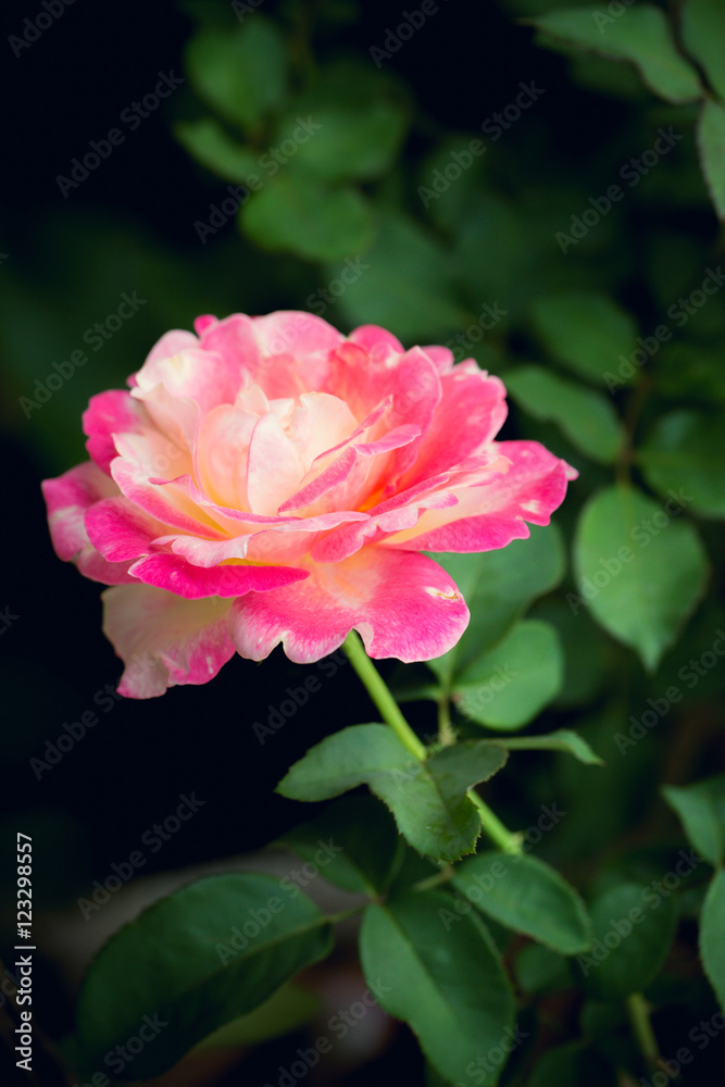 Pink Rose on nature background