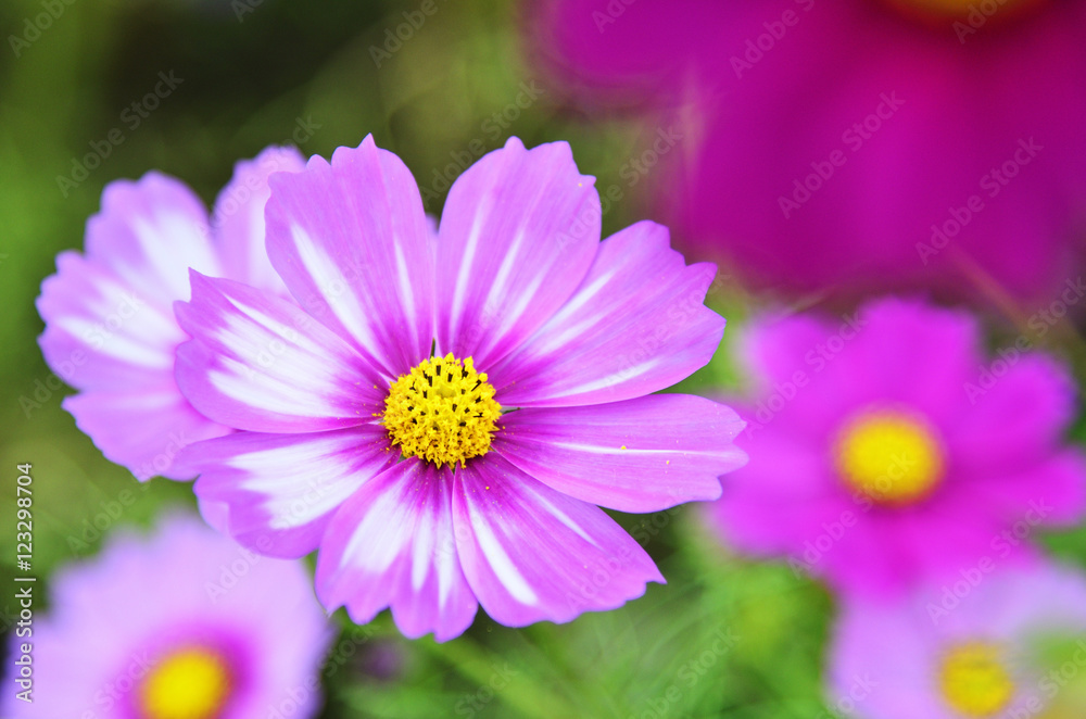 コスモスの花々 コスモスの花々