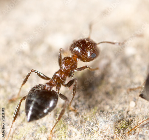 ant on the ground. macro © schankz