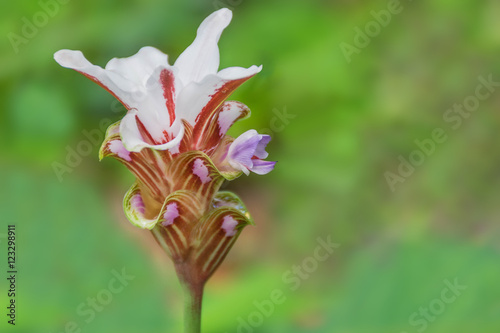 Abstract soft blurred and soft focus of Siam Tulip,( Curcuma, Patumma,Cercuma alismatifolia Gagnep,Summer Tulip ,Zingiberaceae ) with the green copy space background.Thai herb and vegetable. photo