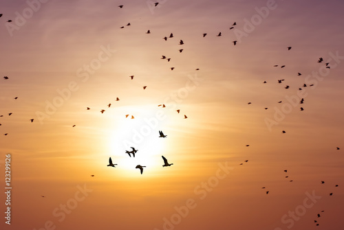 Flock of birds at sunrise or sunset © mbolina