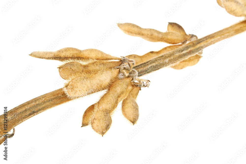 Fototapeta premium Soybean in pod on a white background. Soya - protein plant for h