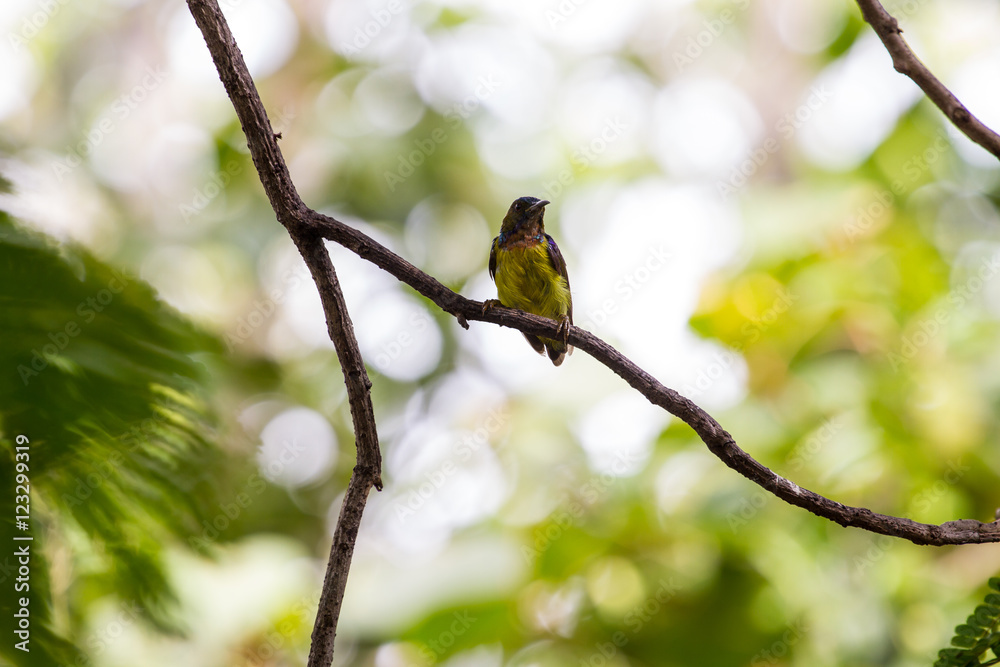 Fototapeta premium Brown-throated Sunbird is perching on branch