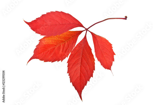 Red autumn leaf isolated on white background