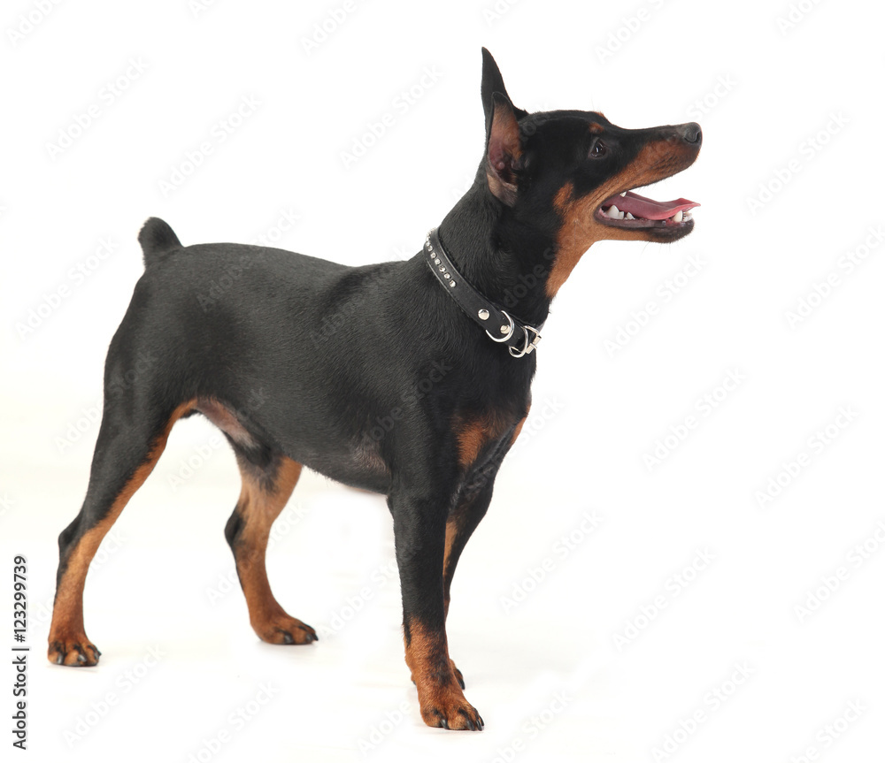 dwarf pinscher dog