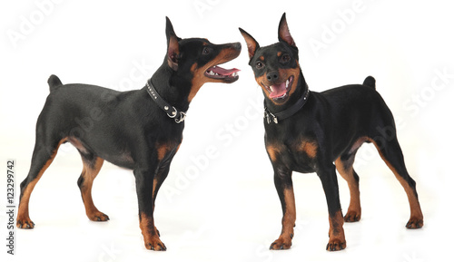 dwarf pinscher dog © salman2