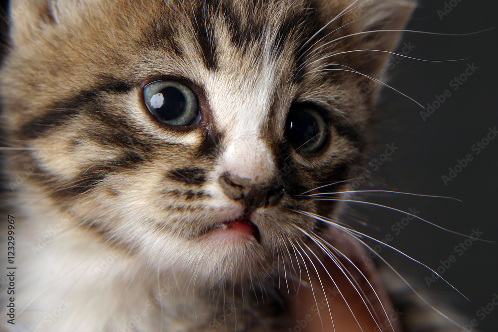 small but very beautiful, cute and clever kitten small but very beautiful, cute and clever kitten