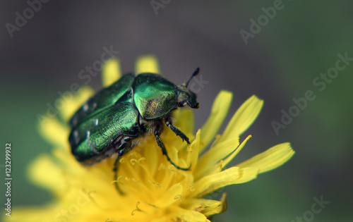 large bright green cockchafer sits on a yellow dandelion.