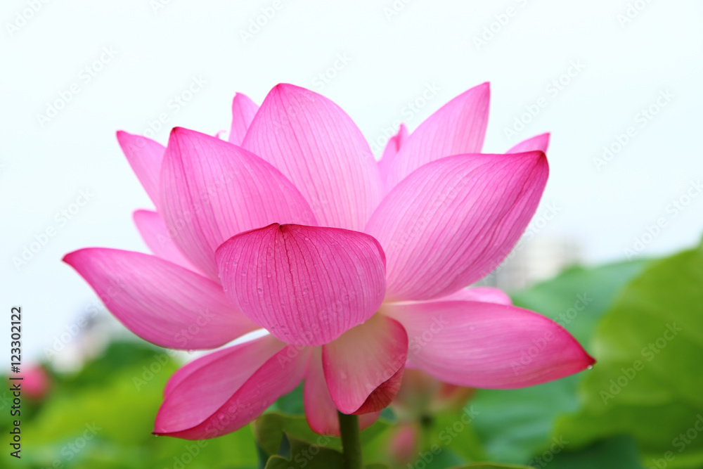 Close up of Lotus flower
