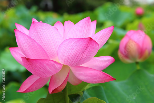 Close up of Lotus flower