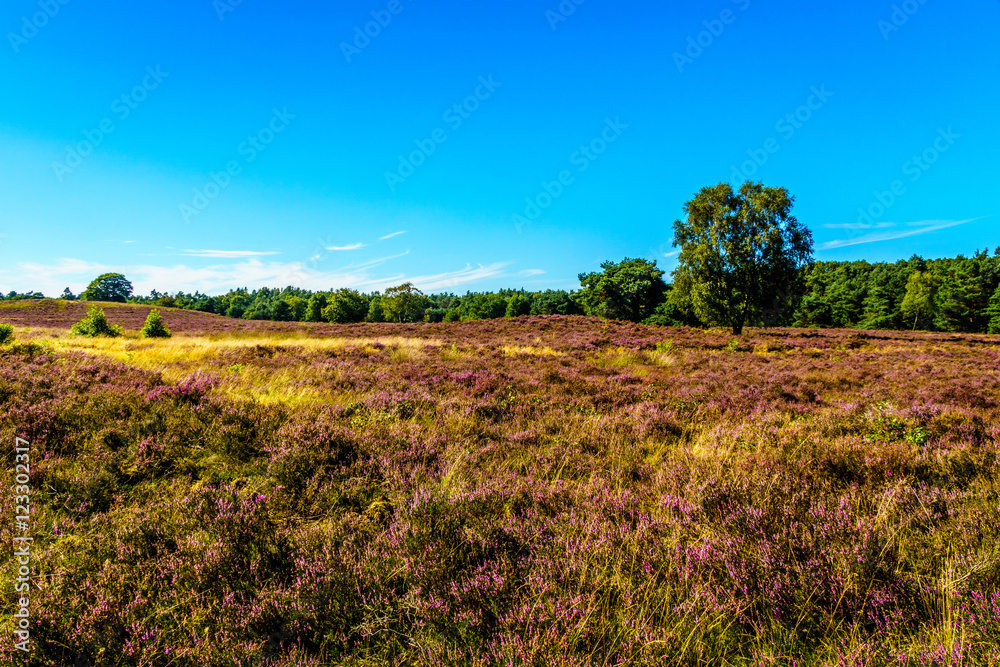 Heather Fields with blooming Purple Calluna Heathers on the Elspeedse Heide in Veluwe surrounded by forest of pine trees viewed from the Vodseberg near the town of Elspeed in the Netherlands Heather Fields with blooming Purple Calluna Heathers on the Elspeedse Heide in Veluwe surrounded by forest of pine trees viewed from the Vodseberg near the town of Elspeed in the Netherlands
