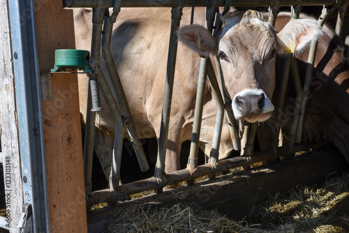 Brown Swiss cows Feeding at a farm © fotoember