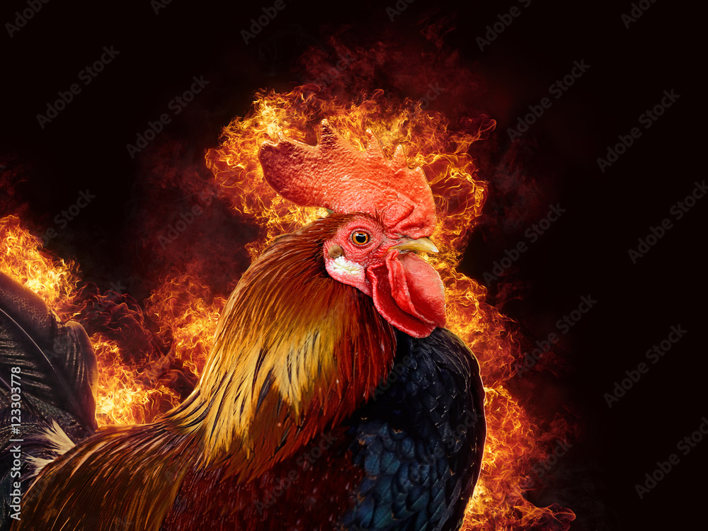 Red rooster in flame